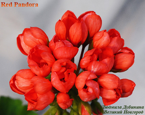  Red Pandora 