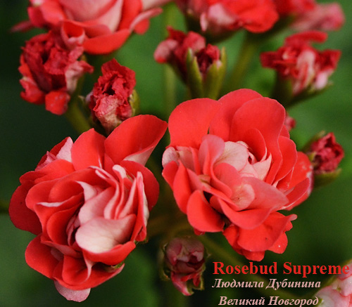  Rosebud Supreme 