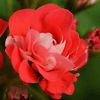 Пеларгония Rosebud Supreme