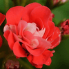  Rosebud Supreme