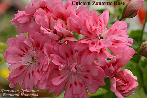  Unicorn Zonartic Rose 