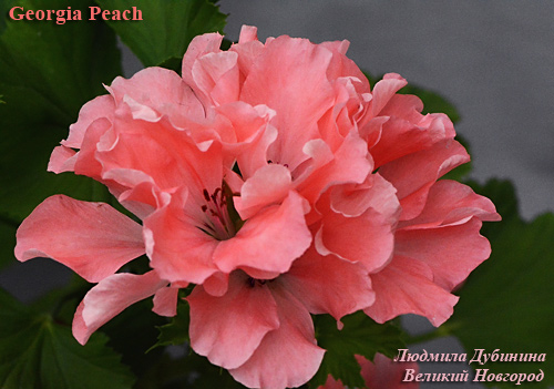 Georgia Peach Cam