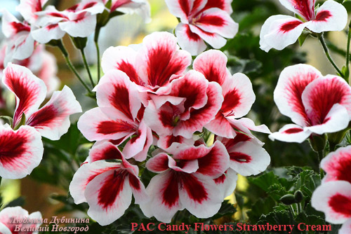  PAC Candy Flowers Strawberry Cream 