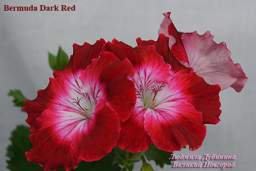  Bermuda Dark Red 