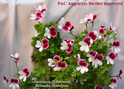  PAC Angeleyes Bicolor improved 