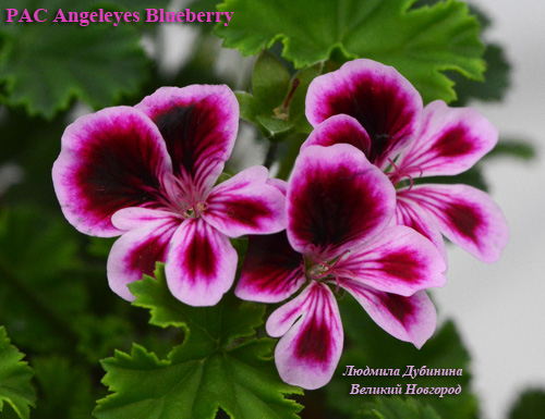  PAC Angeleyes Blueberry 