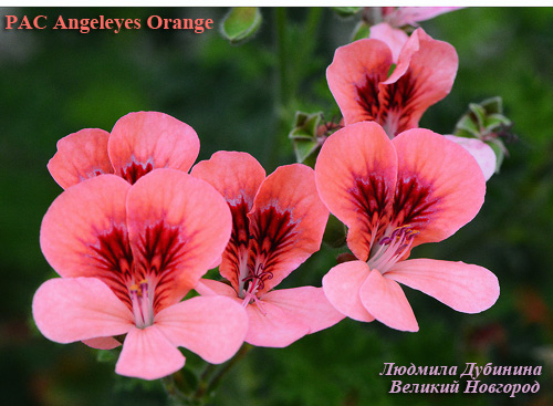  PAC Angeleyes Orange 