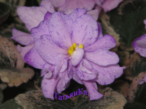  Buckeye Bouquet 