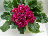 Фиалка Ness' Antique Red