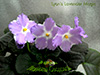 Фиалка Lyon's Lavender Magic