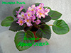 Фиалка Hawaiian Pearl
