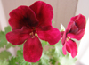  PAC Candy Flowers DARK RED