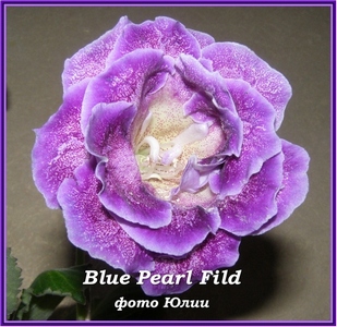  Blue Pearl Fild, (Starlit Night) 