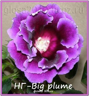  -Big plume 