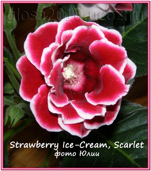  Strwberry Ice-Cream, Scarlet 