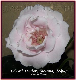  Triumf Tender, ,  