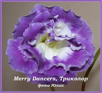  Merry Dancers ( , ) 