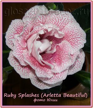  Ruby Splashes (Arletta Beautiful) 