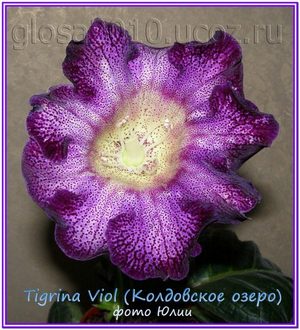  Tigrina Viol ( ) 