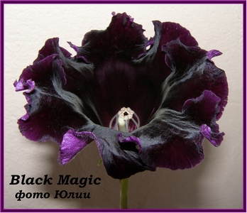  Black Magic 
