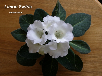  limon Swirls 