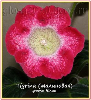  Tigrina Red,  