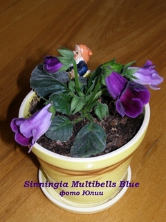  Sinningia Multibells Blue 