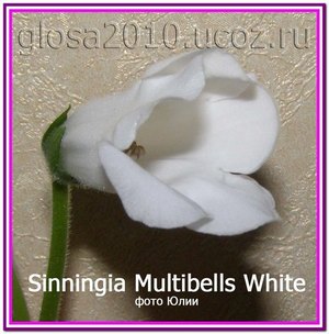  Sinningia Multibells White 