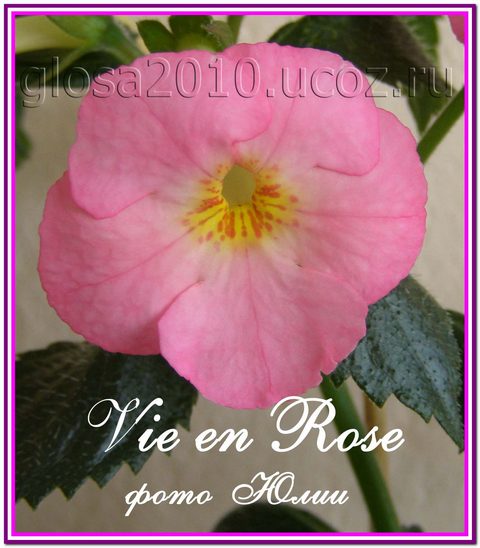  Vie en Rose 