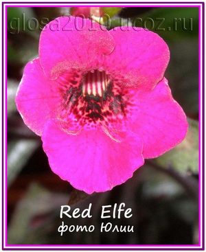  Red Elfe 