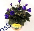  Jolly Blue Bells