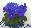  Blue Blazes