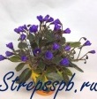  Vallarta Campanas Moradas