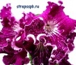 Стрептокарпус DS-Crazy