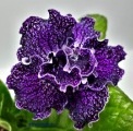 Стрептокарпус DS-Blackberry, 2100
