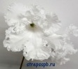 Стрептокарпус DS-Девичья Любовь