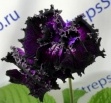 Стрептокарпус DS-Encre Noire, 2258