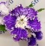 Стрептокарпус DS-2337