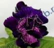 Стрептокарпус DS-Flowerbomb, 2390