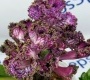 Стрептокарпус DS-2345