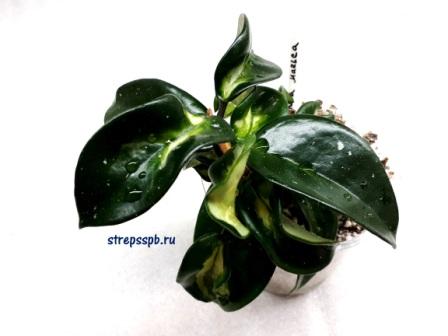  Carnosa Marlea 