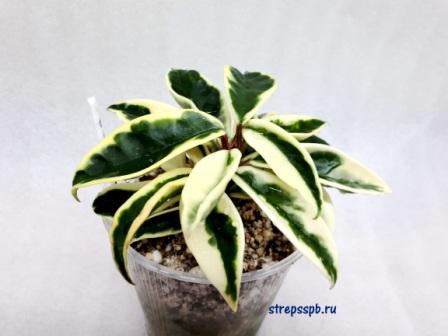  Carnosa cv. Suzi Q 