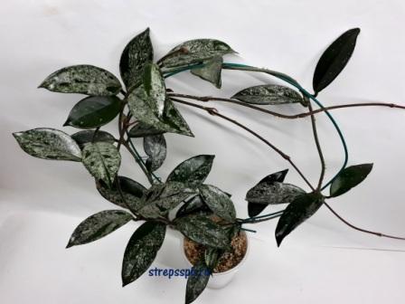  Carnosa Stardust 