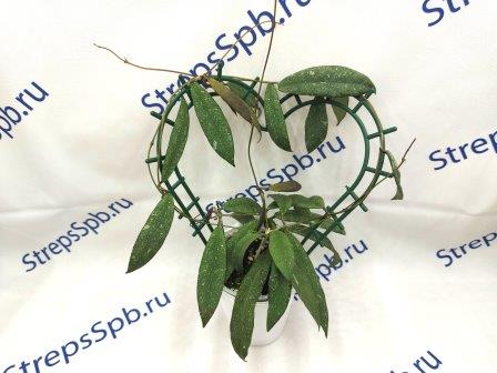 Scortechinii 'Waykambas' 