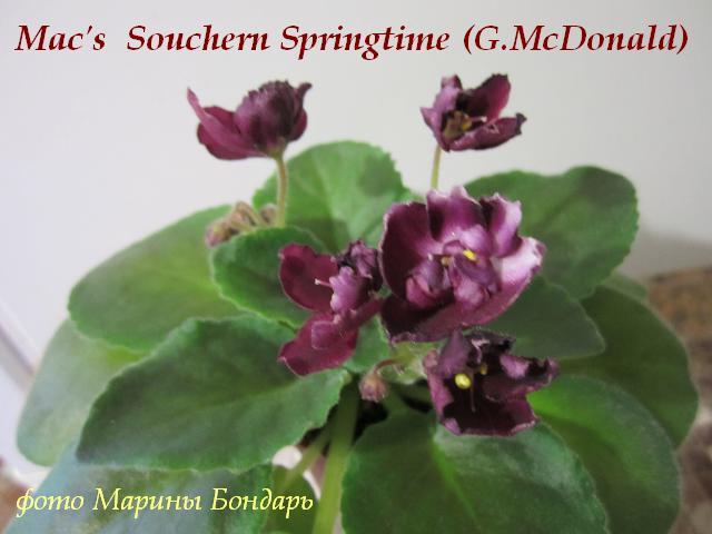  Mac's Southern Springtime () 