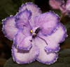 Фиалка Orchid Fiesta