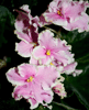 Фиалка Pink Summit