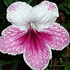 Стрептокарпус Fleischle Pink Leyla