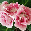 Глоксиния Mini Pink