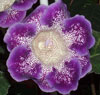 Глоксиния Глоксиния Tigrina Violet